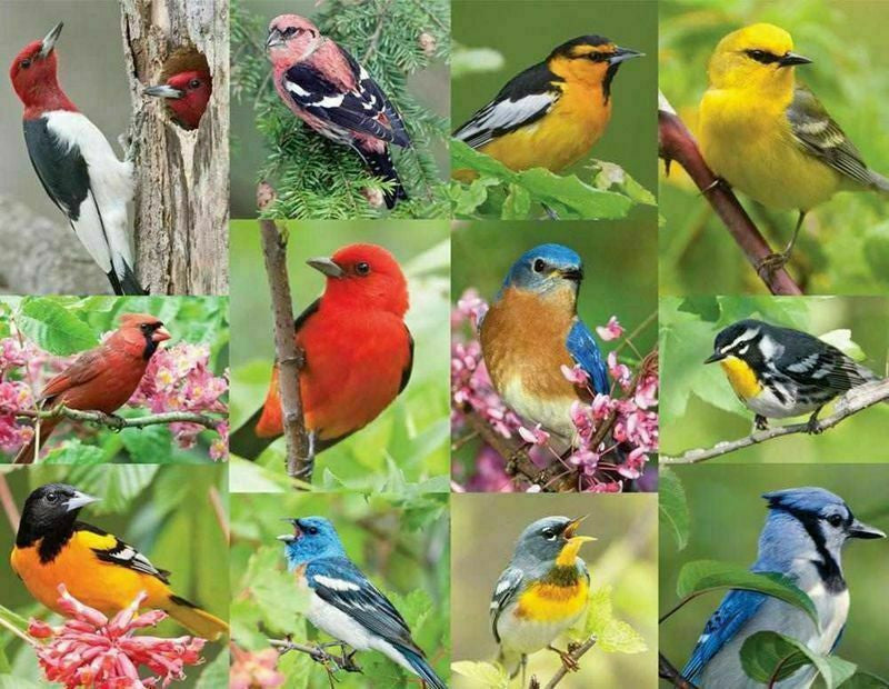 36 Piece Cognative - Birds of a Feather Jigsaw Puzzle - by Springbok