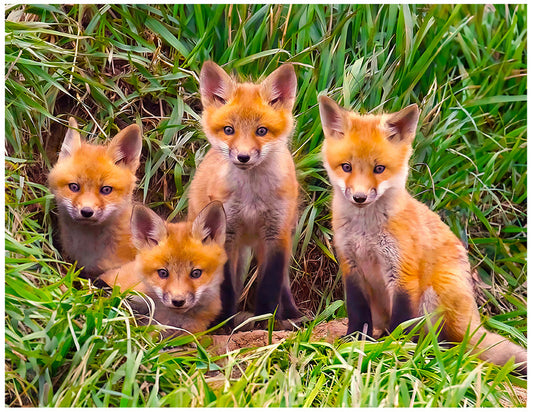 60 Piece Cognative - Fox Pups Den Jigsaw Puzzle - by Springbok